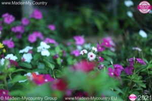 MadeinMycountry EU