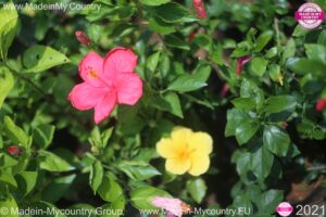 MadeinMycountry madeinMycountryFR MadeinMycountryEU